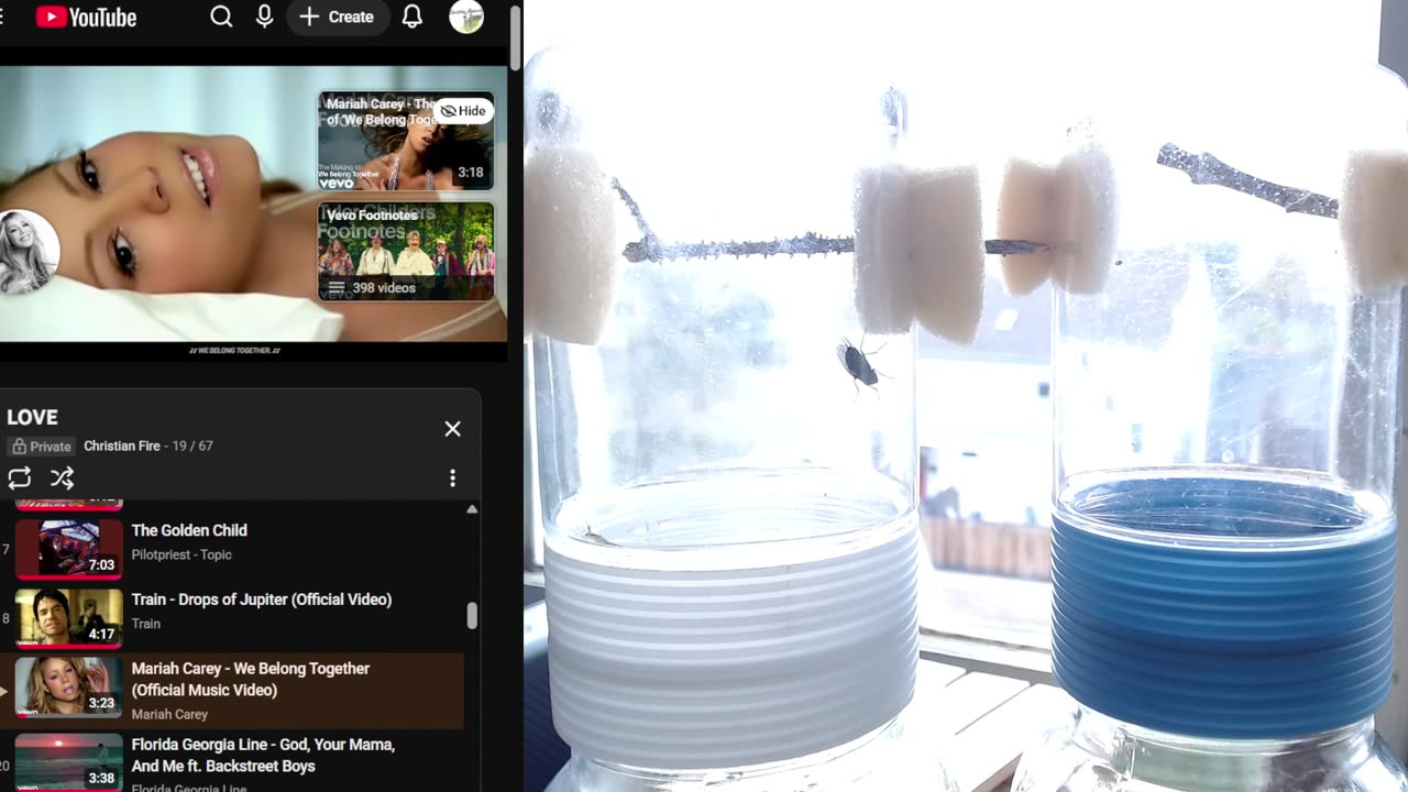 Lev &Virginia????? Spider Pairing: Audax (Bold) Jumping Spider. Christian Love LIVE