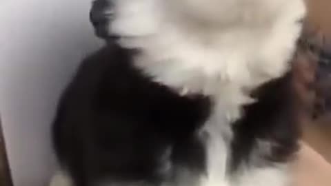 Adorable baby husky howling