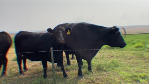 No sound, just cows. cartercountrymeats.com