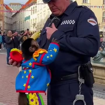 The Banana Standoff: The Clown Monkey’s Lesson