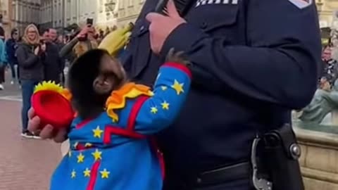 The Banana Standoff: The Clown Monkey’s Lesson