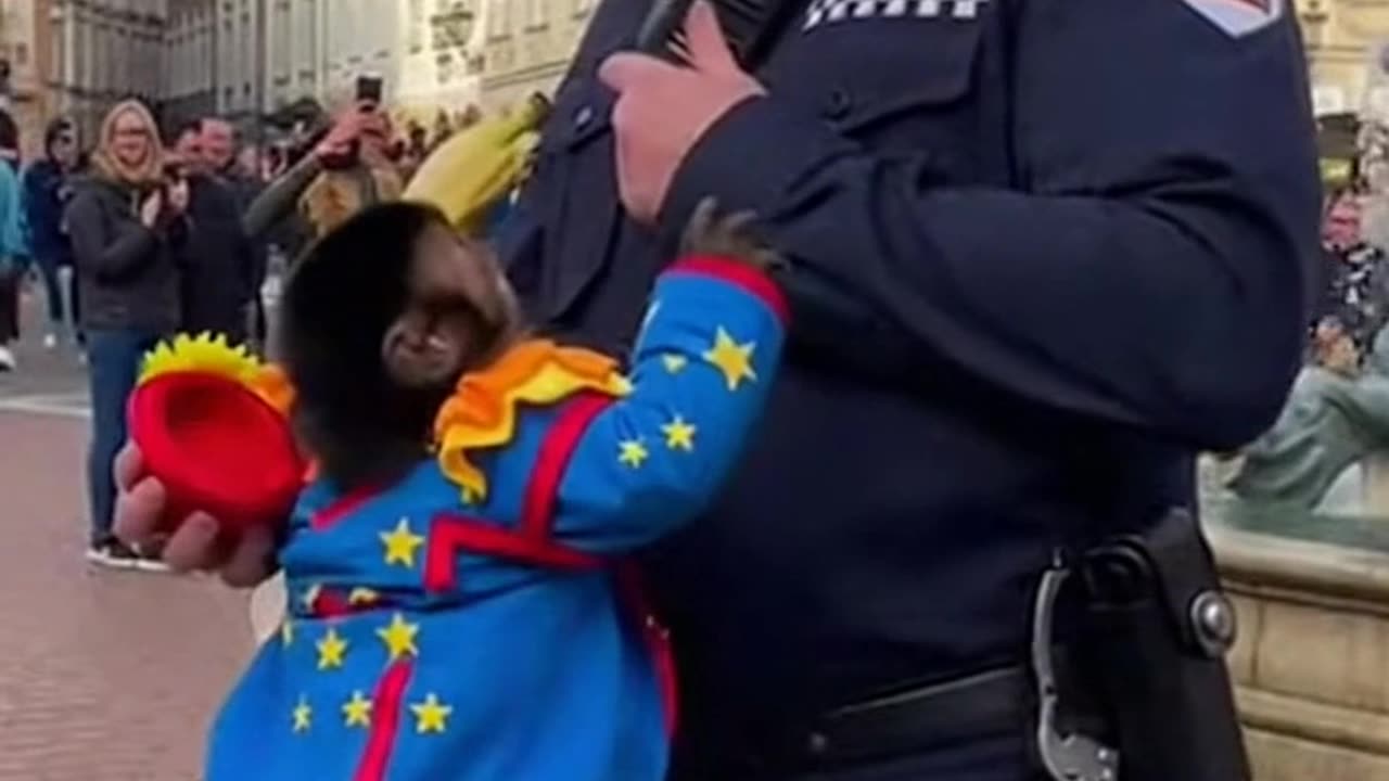 The Banana Standoff: The Clown Monkey’s Lesson