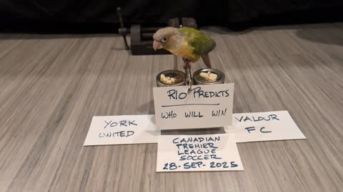 Rio Predicts Winner Between York United vs Valour FC 28-Sep 2025