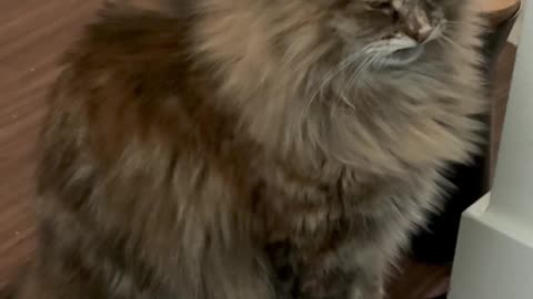 Grumpy Cat Wants Treats