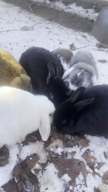 Peaceful Outdoor Bunny Moment
