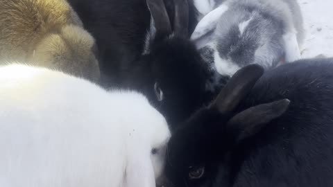 Peaceful Outdoor Bunny Moment