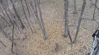 Iowa Bowhunting Buck Harvest