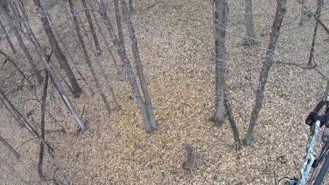Iowa Bowhunting Buck Harvest