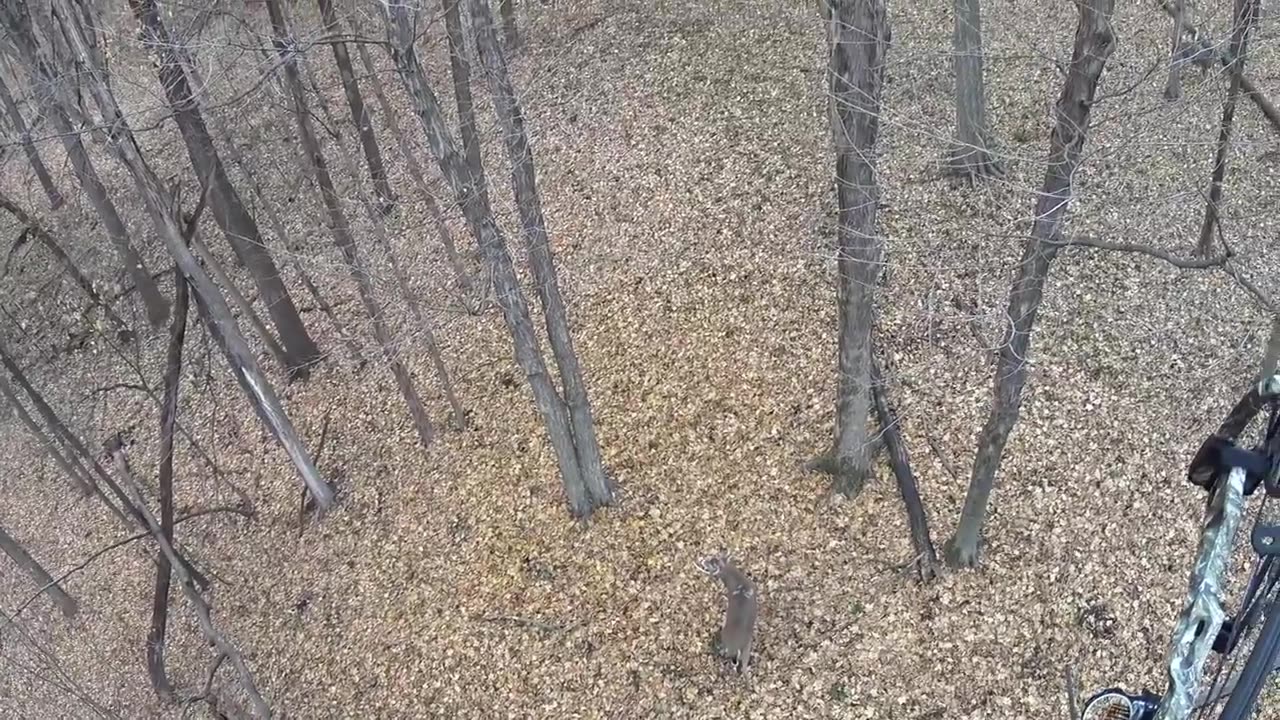 Iowa Bowhunting Buck Harvest