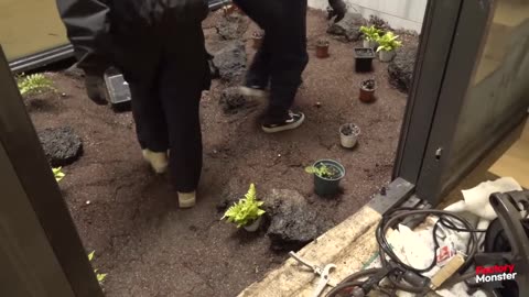 moss garden in a house