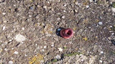 Worm Rolls Away