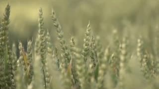 PARABLE OF THE WHEAT AND TARES EXPLAINED - Dr James P Wickstrom.