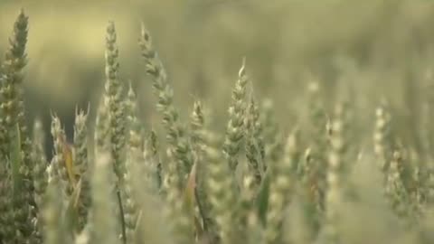 PARABLE OF THE WHEAT AND TARES EXPLAINED - Dr James P Wickstrom.