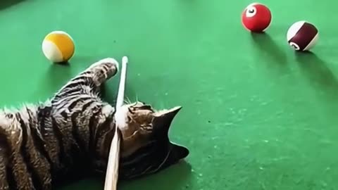 Funny video