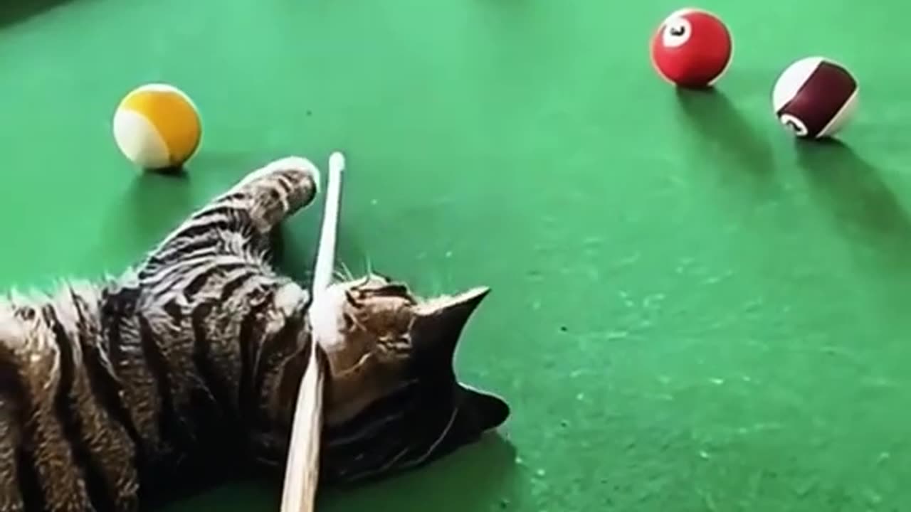 Funny video