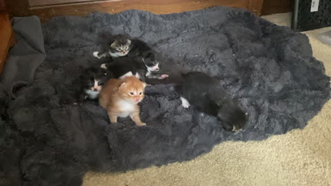 Kitties, 12 days old