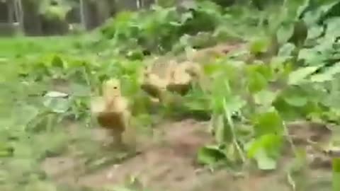 🐾 When Dogs and Ducks Team Up for Laughs! 🐶🦆😂 | Feel Good Moments