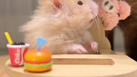 Hamster Muckbang