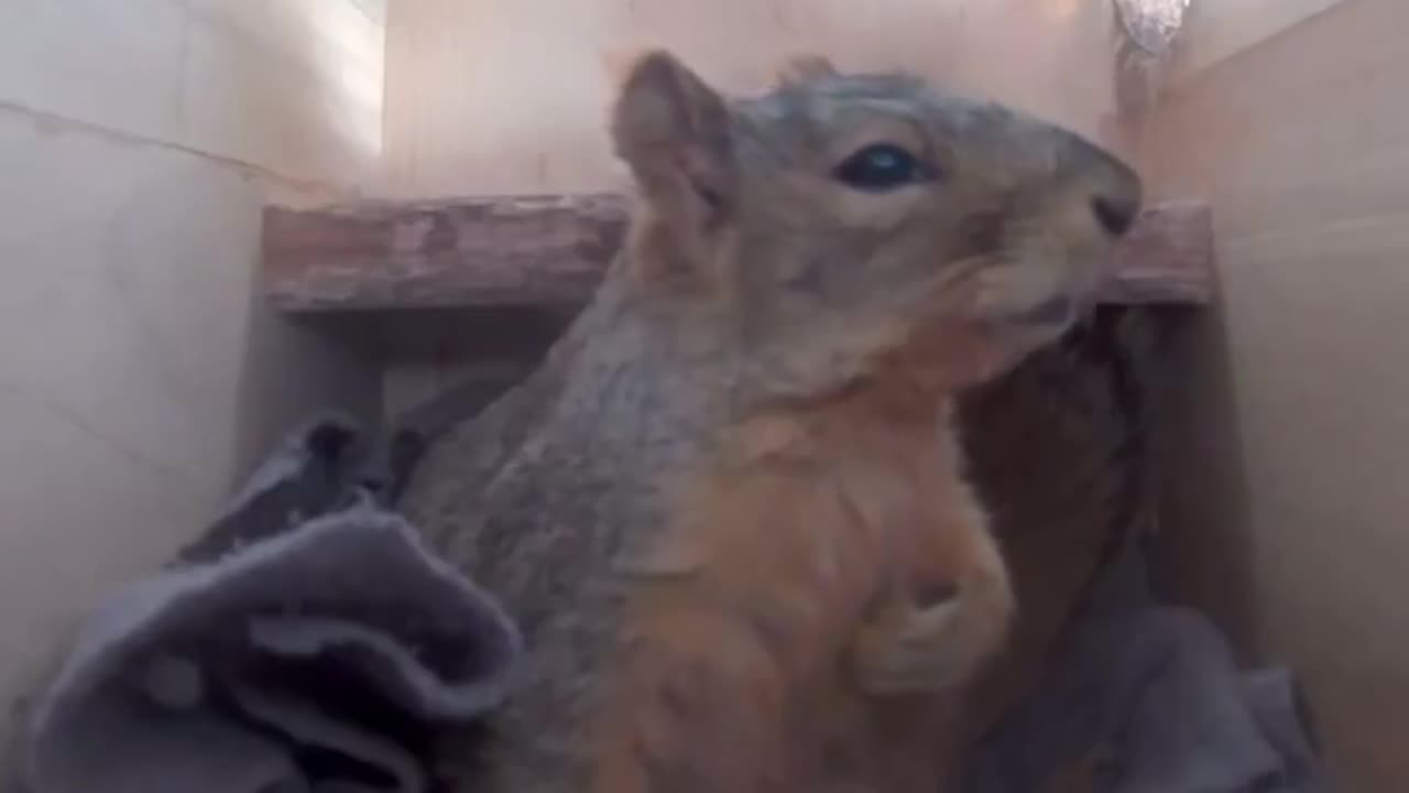 Emma the Squirrel Grabs Her Heart After Being Startled