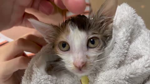 Baby Kitten Bathing for the First Time