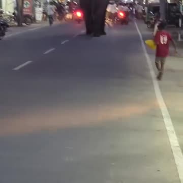 Elephant Attack on the road at city