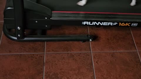 Jack Russell Juana Loves Treadmill