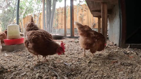 Backyard Chickens Fun Relaxing Video Sounds Noises Hens Roosters!