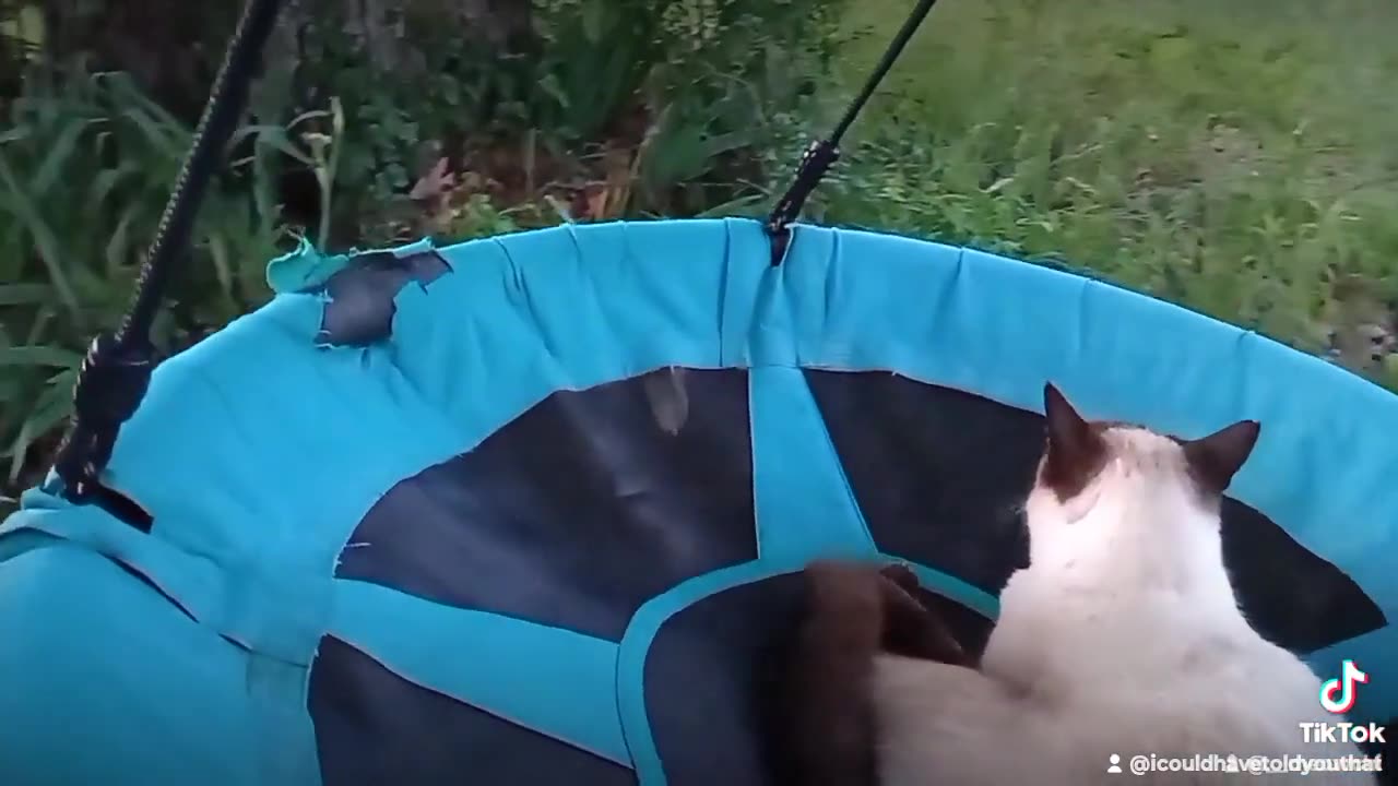 cat having a good live