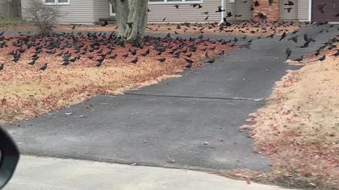 CrowPocalypse in New Jersey