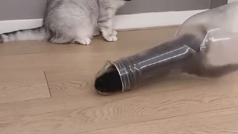 INSIDE THE BOTTLE😸