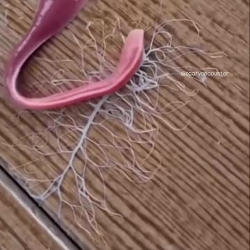 Meet the sea worm you definitely don’t want to cross — the Gorgonorhynchus!