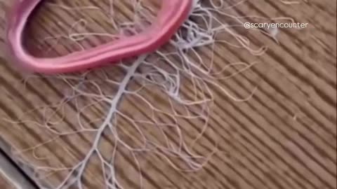 Meet the sea worm you definitely don’t want to cross — the Gorgonorhynchus!