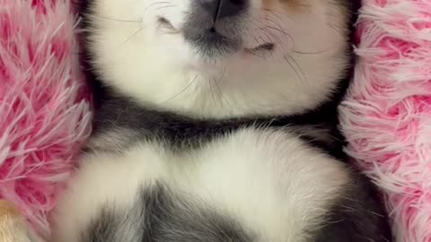 Cutest Shiba Inu Enjoying A Luxury Spa Day! 🐶💖