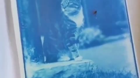 🧠✨ Discover 120-Year-Old Cat Photos Hidden in a Time Capsule! | FeedMyCuriosity