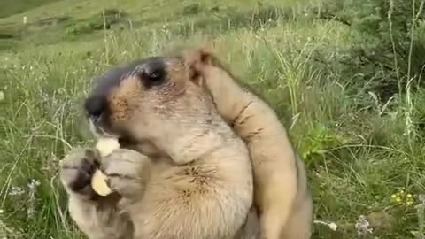 Hol up, let him cook 🦫😭