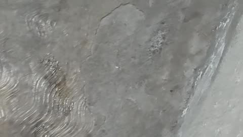 Dog Comes Home With Painted Eyebrows