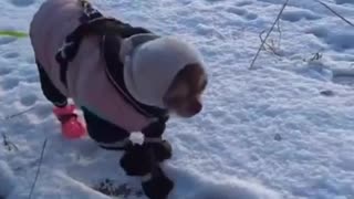 😂🐬 Seal Pup's Cute Fail! | FunFM