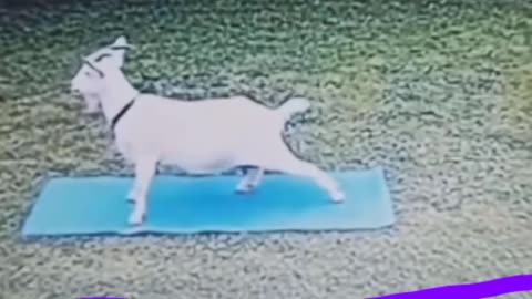 🐐 Goat exercise 🤣🤣🤣