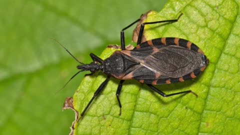 Silent Killer in Plain Sight: The Parasitic Disease Spreading Across US States