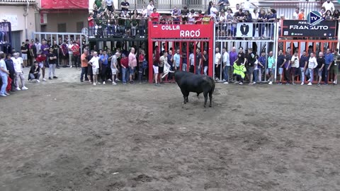 1 TORO TARDE 8oct DLOBARRAMAS ganaderia TOROS DEL TORERO N 7
