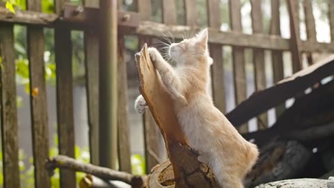 Funny Cats Playing and Jumping