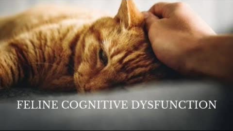 The Fading Purr: Recognizing Dementia in Senior Cats