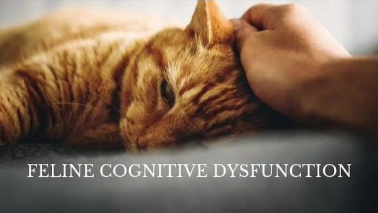 The Fading Purr: Recognizing Dementia in Senior Cats