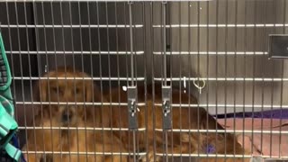La reacción de un perro al ver a un nuevo paciente en el veterinario
