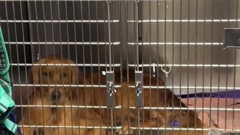 La reacción de un perro al ver a un nuevo paciente en el veterinario