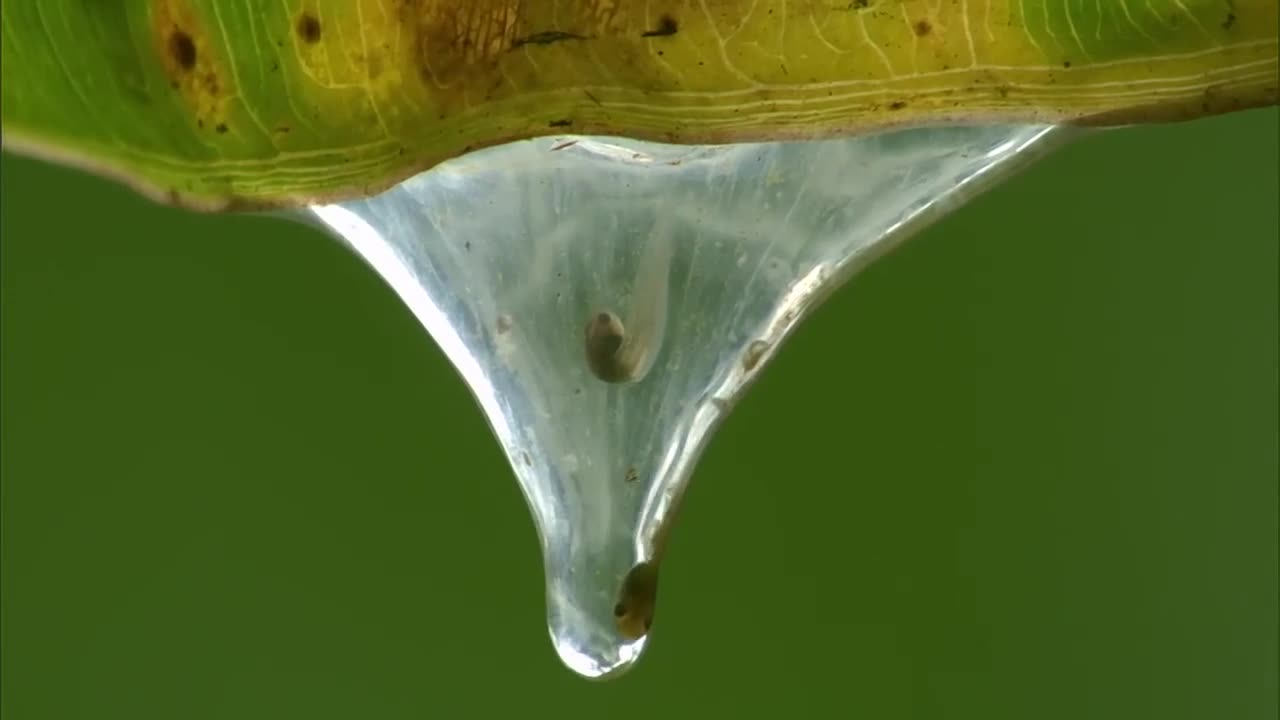 Madagascar 2- Ztratene svety