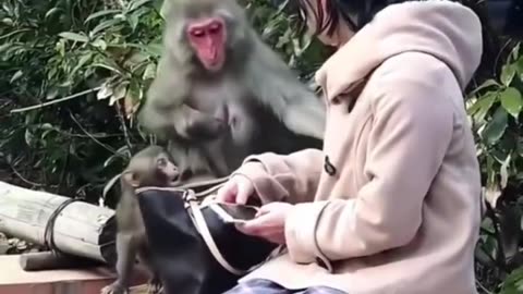 scared movments of monkey