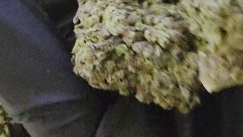 THCa Flower Gelato 33