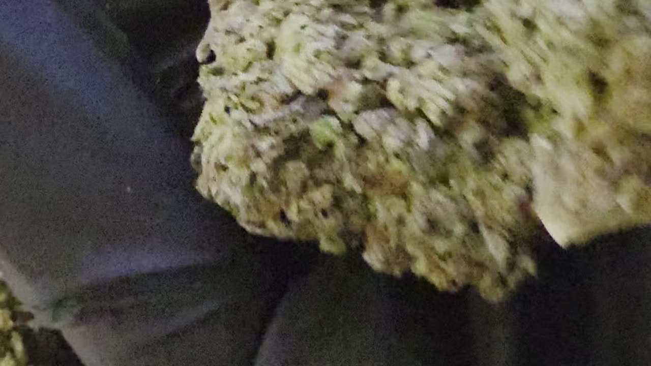 THCa Flower Gelato 33