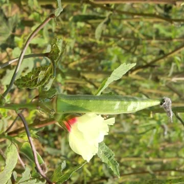 okra-ladyfinger health benefits #shorts #farming #gardening